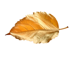 A solitary, dried, golden leaf against a stark black background, showcasing detail