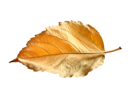 A solitary, dried, golden leaf against a stark black background, showcasing detail