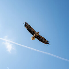 Obraz premium bald eagle in flight