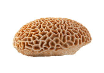 Brain Coral Texture isolated on a transparent background 1