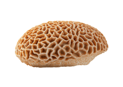 Brain Coral Texture isolated on a transparent background 1