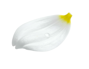 Isolated, delicate white petal with yellow tip and water droplet, dark background