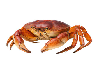 Red Crab with Orange Claws isolated on a transparent background