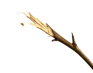 A broken, dry twig, revealing splintered innards against a black background