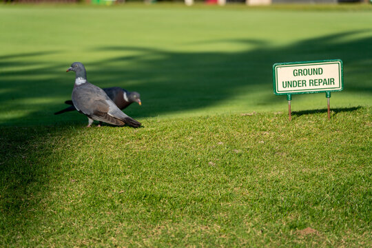 Alcanada golf course, Bay of Alcudia, Mallorca, Balearic Islands, Spain