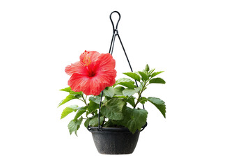 Vibrant red hibiscus flower in a hanging basket with green foliage, isolated against a black background