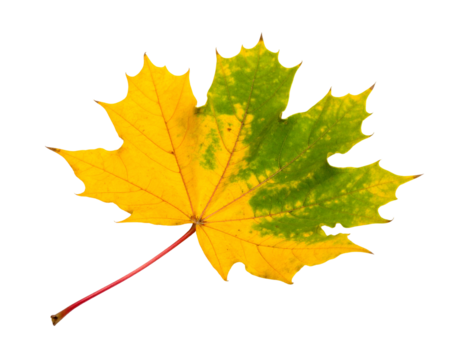 A vibrant, detailed autumn leaf with yellow, green, and red hues against black