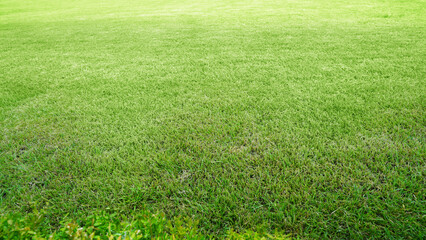 Expansive Well-Maintained Green Lawn at Golf Course and Park Garden