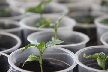 healthy tasty green microgreens grow fast