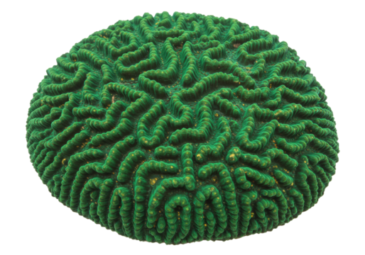 Isolated Green Brain Coral Specimen close-up, marine invertebrate with labyrinthine surface pattern