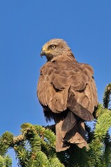 red tailed hawk