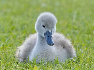  baby swan 