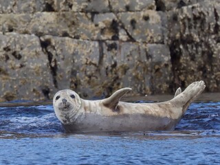 Fototapeta premium sea lion