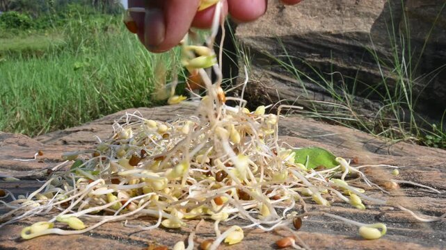 Sprouted Macrotyloma uniflorum. Its common names&nbsp;horse gram,&nbsp;kulthi bean,&nbsp;gahat,&nbsp;hurali and &nbsp;Madras gram. Its &nbsp;legume&nbsp;native to tropical southern Asia. Sprouted grains or Sprouted pulses.
