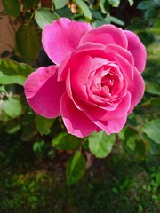 pink rose in garden
