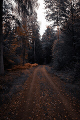 Moody Autumn Forest Road