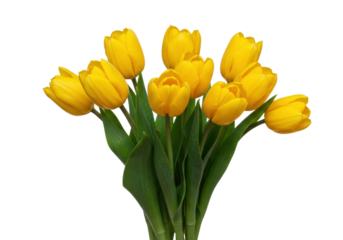 Isolated yellow tulip bouquet of springtime beauty, a lovely floral arrangement of fresh flowers