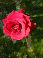 red rose in garden