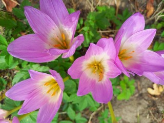 purple crocus flowers