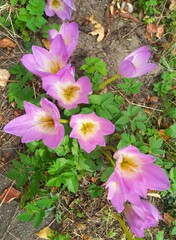 spring flowers in the garden