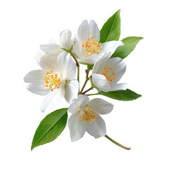 Obraz premium Close-up of fragrant white blossoms with yellow centers, green leaves, and a black background