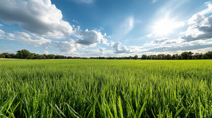 Lush green grass under bright sky with soft clouds creates peaceful atmosphere