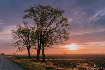Beautiful countryside sunrise with trees silhouetted against a colorful sky. Warm morning light illuminates the rural landscape, dirt road, and open fields, creating a serene and peaceful atmosphere.