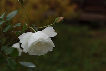 アイスバーグのアップ
