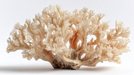 Dried coral fragment isolated on white background