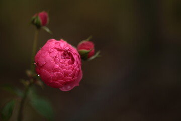 ピンク色のバラのアップ