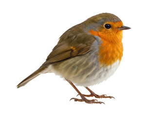 Isolated European robin songbird with vibrant orange chest, natural beauty in nature