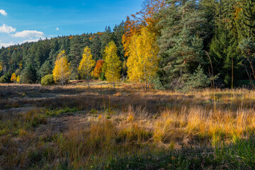 Autumn forest edge with golden trees – scenic landscape under blue sky