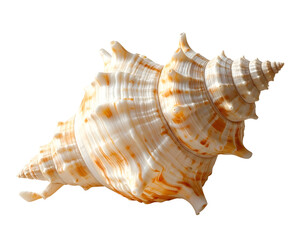Detailed close-up of a textured conch shell isolated on black, showing intricate spirals