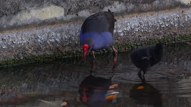Close up shot of an Australasian swamphen (Porphyrio melanotus) with striking red frontal shield, wading in murky water alongside a small chick.