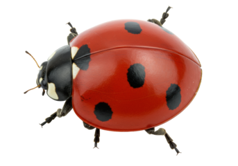 Isolated ladybug crawling, seven spot ladybug, Coccinella septempunctata, beetle on the move