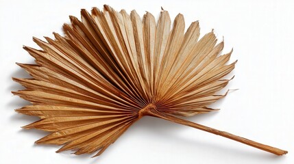 Dried palm leaf isolated on white background