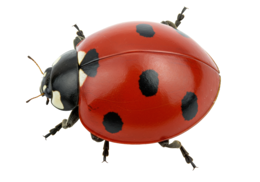 Isolated ladybug crawling, seven spot ladybug, Coccinella septempunctata, beetle on the move