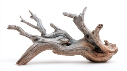 Driftwood sculpture piece isolated on white background