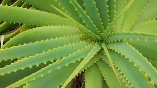 aloe leaf details, closeup of vibrant aloe leaves, detailed shot of green aloe rosette leaves