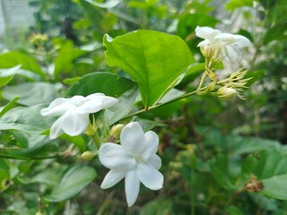 white flowers in the garden