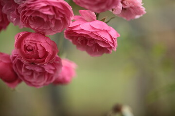 ピンク色のバラのアップ