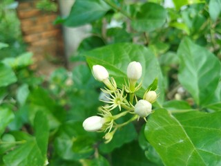white flowers in the garden