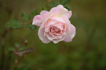 淡いピンク色のバラの花のアップ