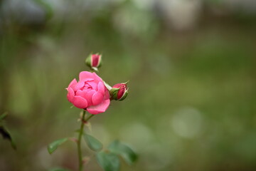 ピンク色のバラのアップ