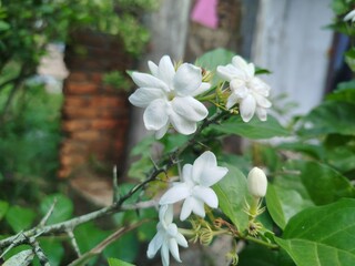 white flowers in the garden