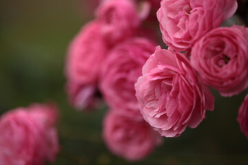 ピンク色のバラのアップ