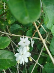 white flowers of a tree
