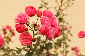 ピンク色のバラのアップ