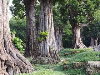 big tree with fresh green leaves