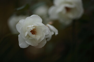 アイスバーグのアップ
